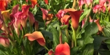 Calla Lillies