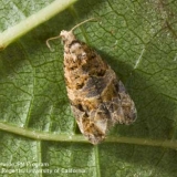 European Grapevine Moth